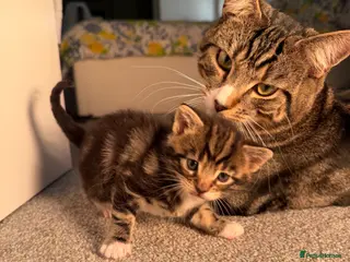 Mixed Breed cats 4 Tabby Cats for sale - Advert 1