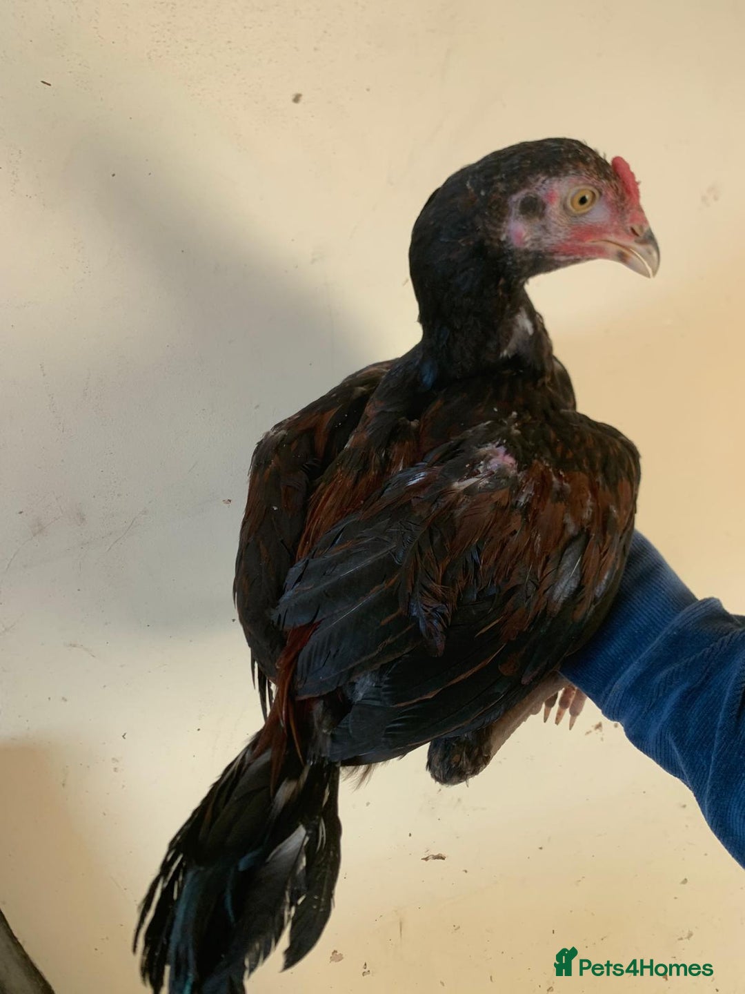 Chickens poultry for sale: Pure Miawali Aseel Stags - Image 5