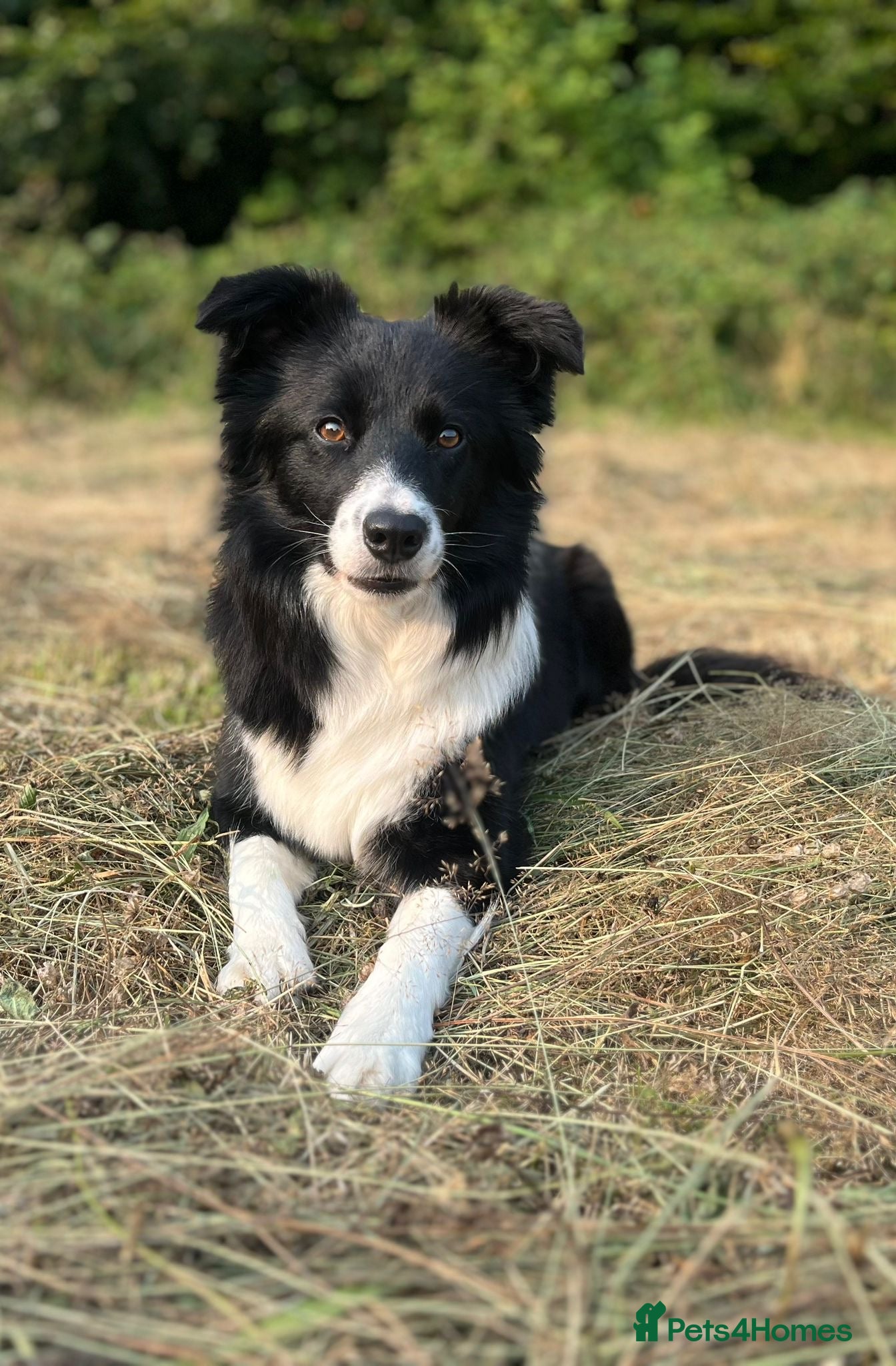 Border Collie dogs Border collie puppies - Advert 1