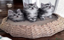 Maine Coon cats for sale: ✨🌟Beautiful The last little boy Maine Coon 😻🌟✨ - Image 21