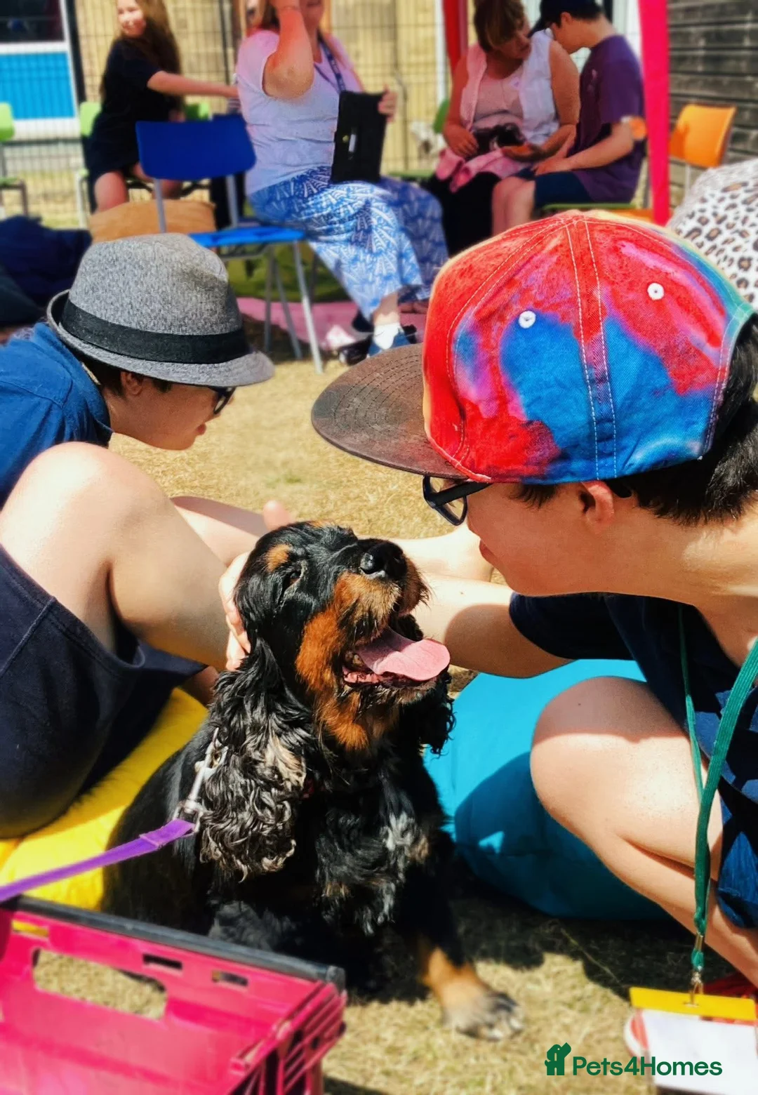 Cocker Spaniel dogs for sale: Pedigree Show Cocker Spaniels (Therapy Dog) - Advert 3