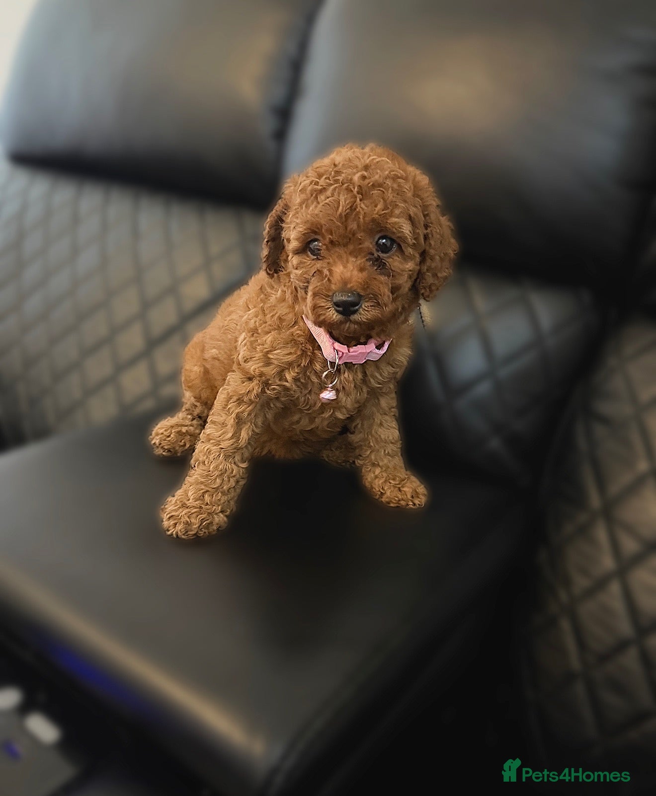 Cavapoo dogs Last 2 Cavapoo Girl Pups!!🧸✨  - Advert 8