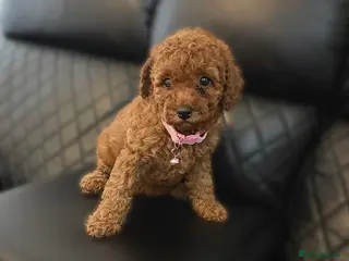 Cavapoo dogs Last 2 Cavapoo Girl Pups!!🧸✨ - Advert 8