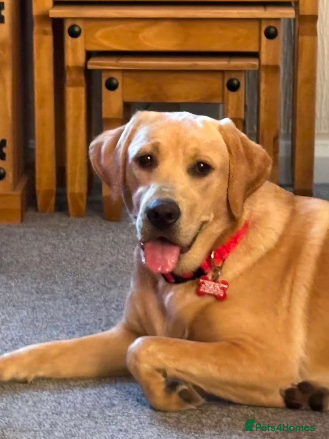 Labrador Retriever dogs for sale: 1 year old female labrador retriver - Advert 6