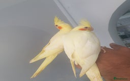 Cockatiels birds for sale: 2 x lutino cockatiels babies 7 weeks old - Image 3