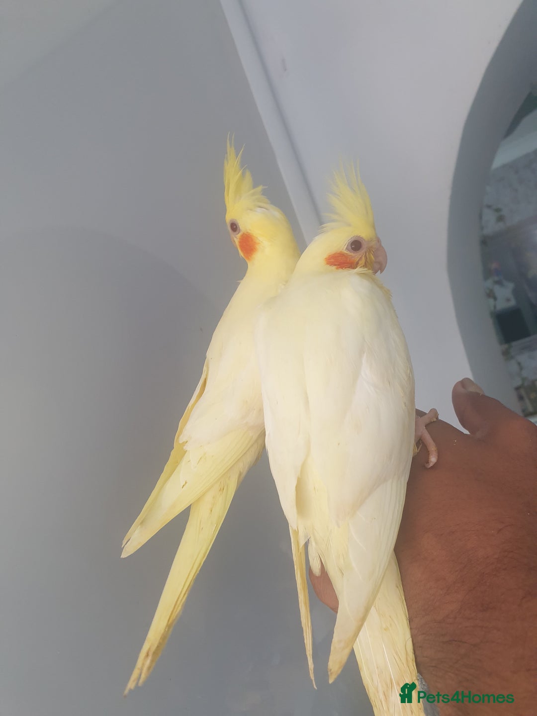 Cockatiels birds for sale: 2 x lutino cockatiels babies 7 weeks old - Image 3