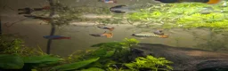 Live Bearers fish for sale: Mixed guppies  - Advert 2
