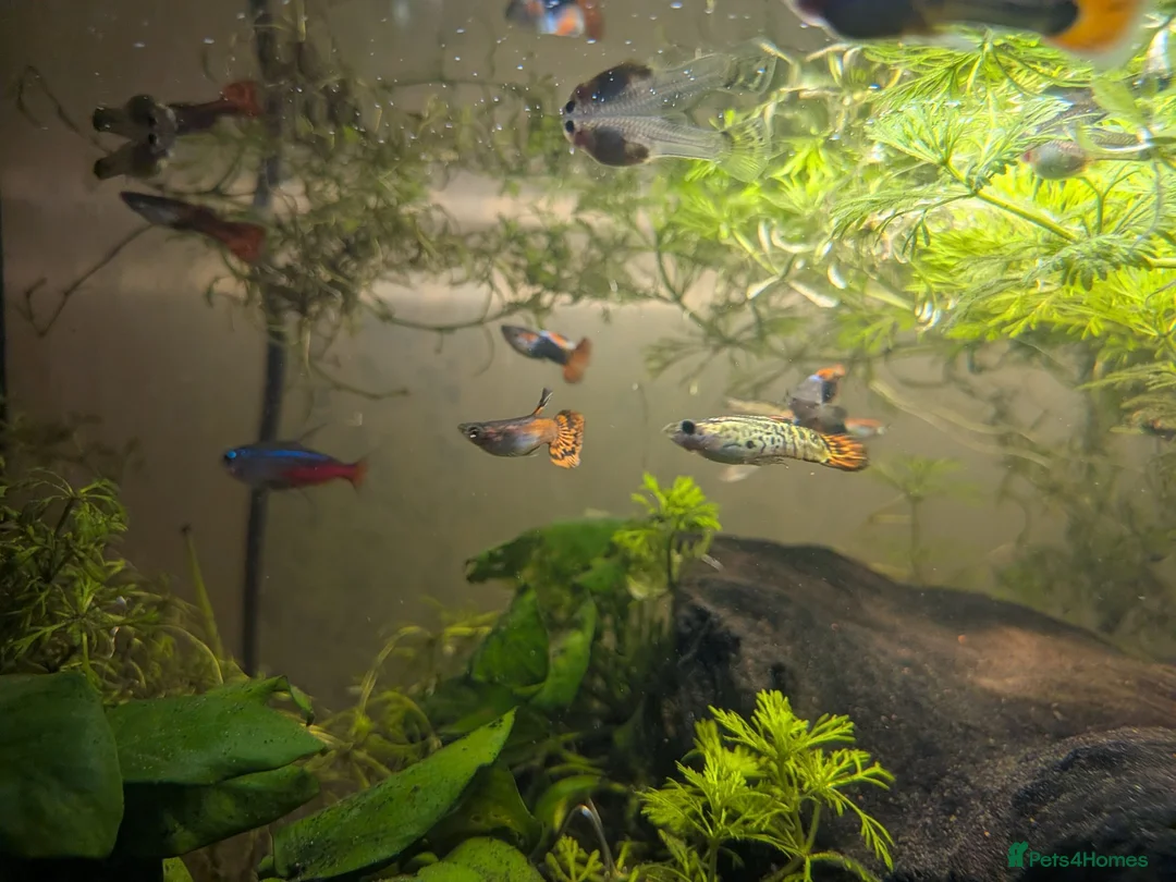 Live Bearers fish for sale: Mixed guppies  - Advert 2