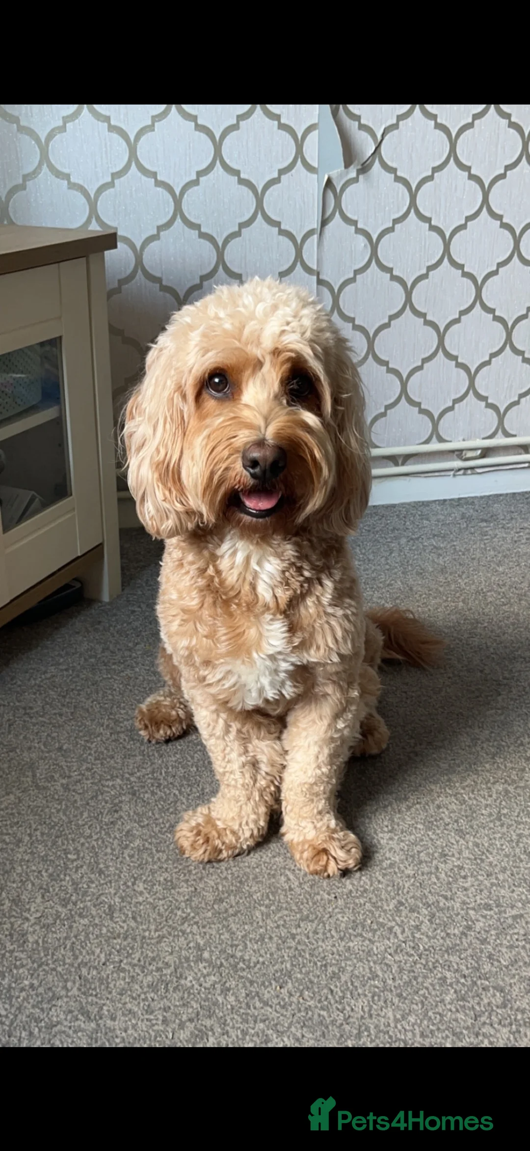 Cockapoo dogs for stud: Proven F1 male cockapoo for STUD in Pershore - Advert 1
