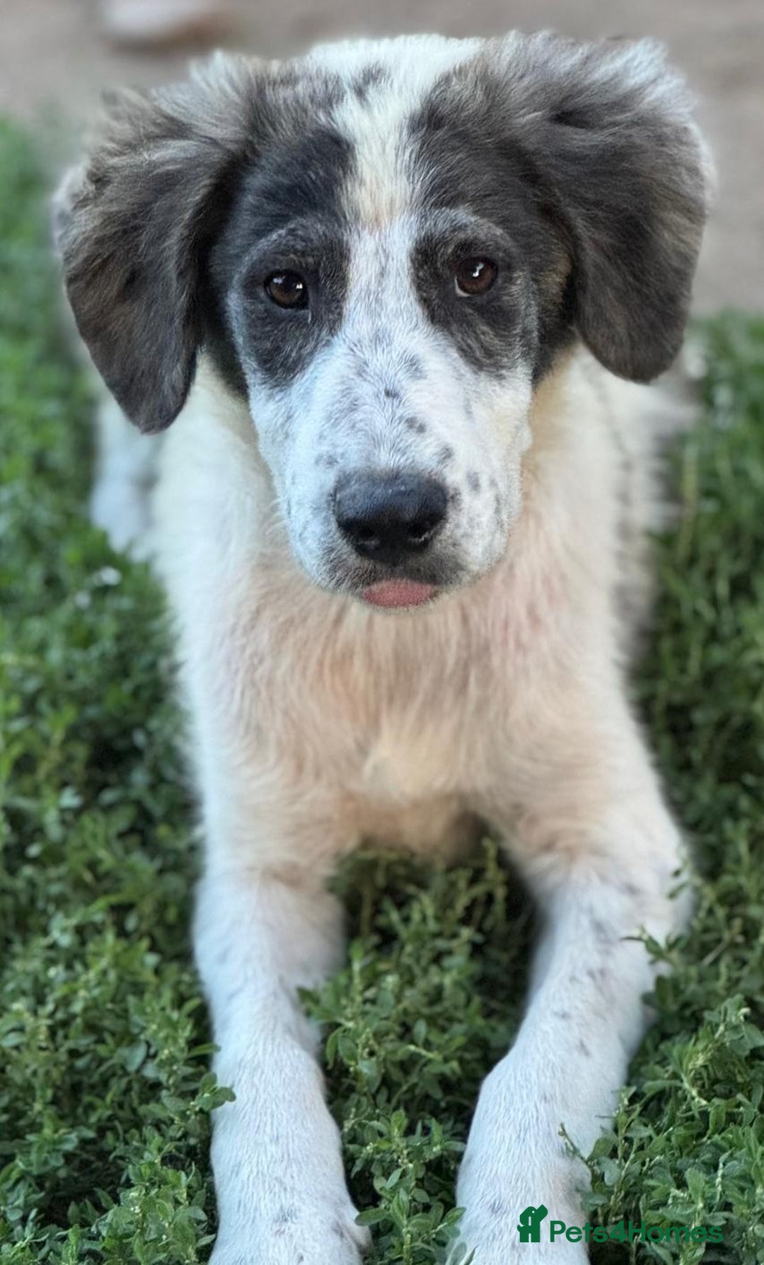 Mixed Breed dogs for adoption: ODIN, a superb young boy - for a Loving Home  - Advert 15