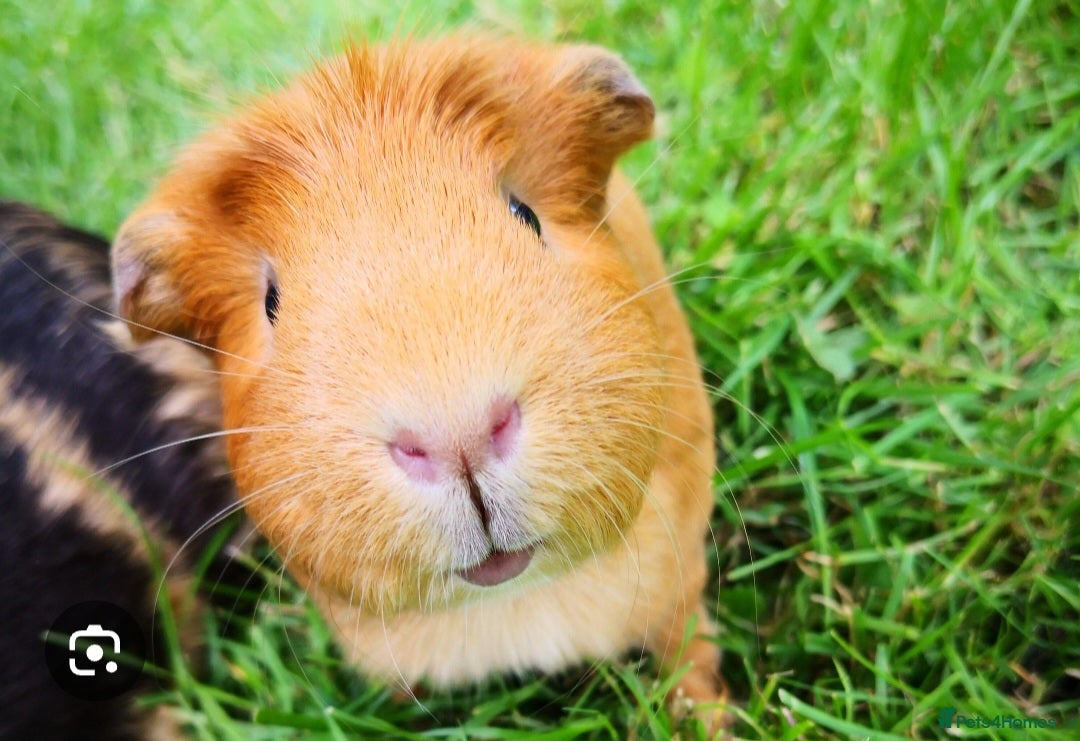 Mouse rodents for sale: Male guinea pigs wanted for loving home - Advert 1