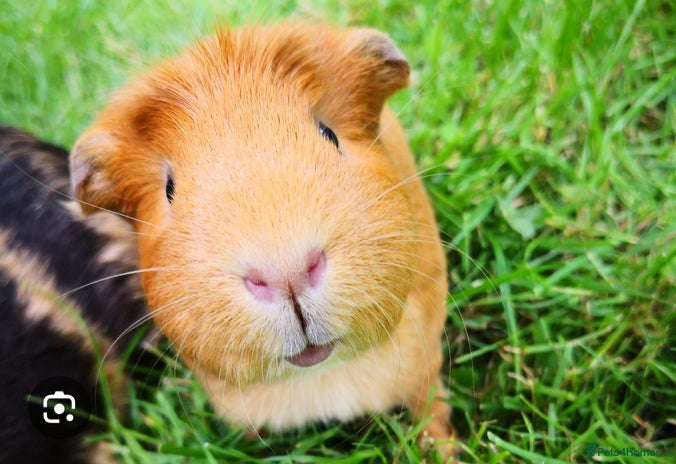 Mouse rodents Male guinea pigs wanted for loving home - Advert 4