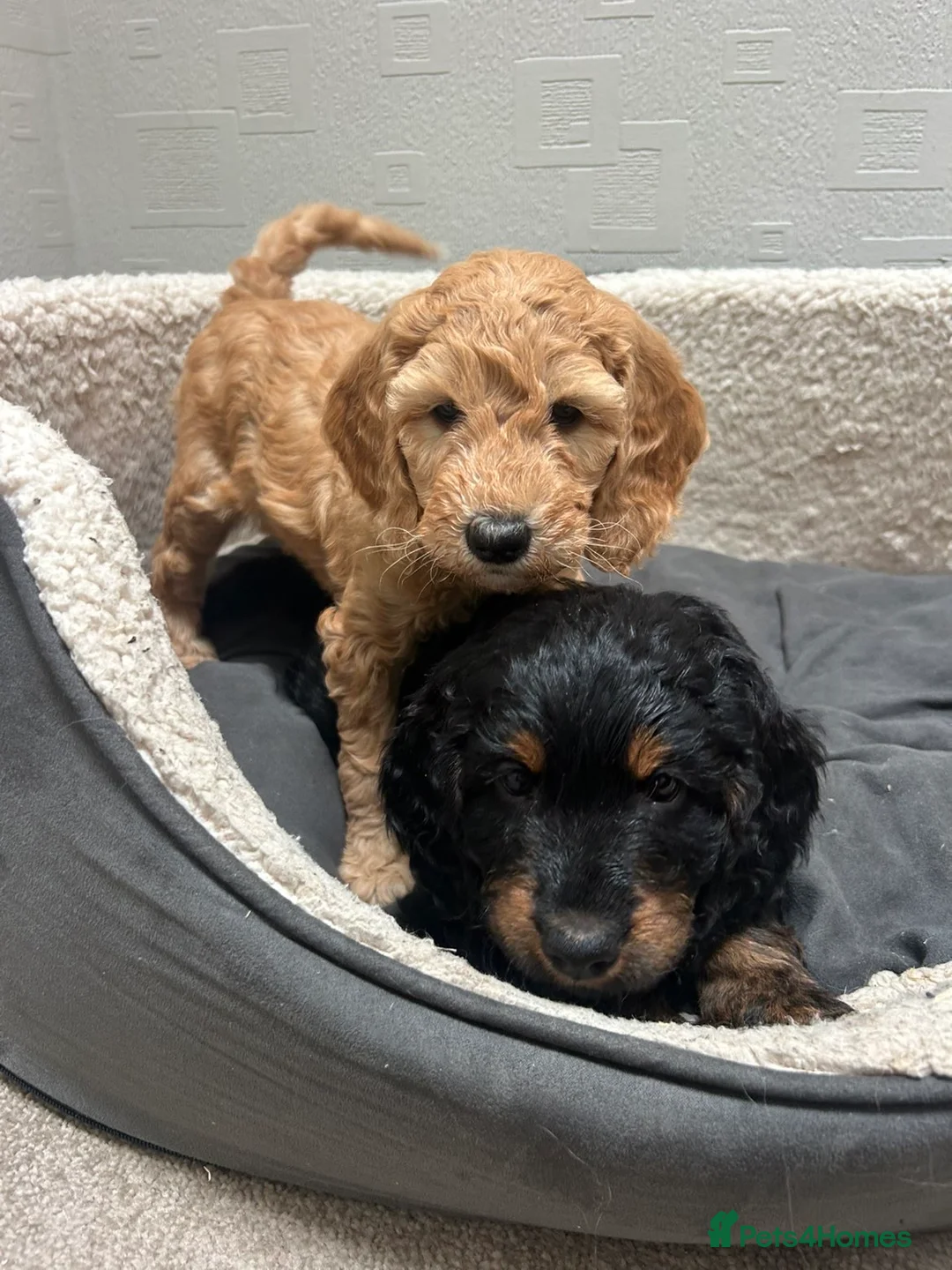 Cockapoo dogs for sale: Cockapoo puppies  - Advert 5