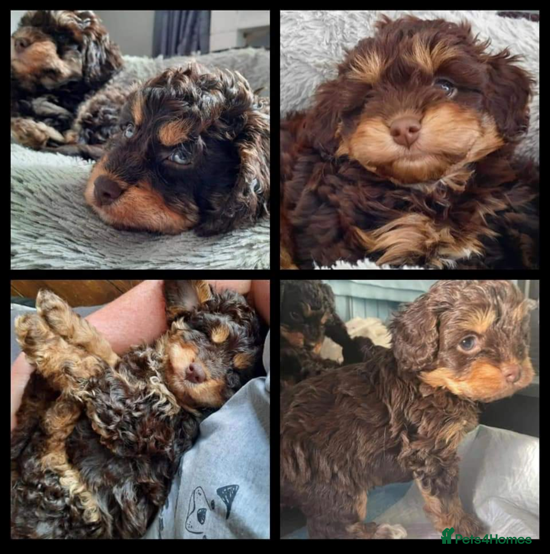 Miniature Poodle dogs for stud: KC registered / health tested / colour tested  in Bolton - Image 5