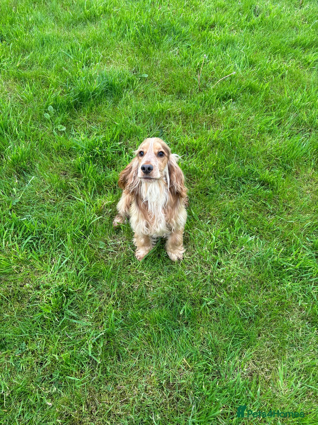 Cocker Spaniel dogs for stud: Fantastic Health tested Cocker Spainel  in Penrith - Advert 6