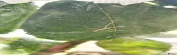 Stick Insects invertebrates for sale: Juvenile Vietnamese stick insects for sale - Advert 2