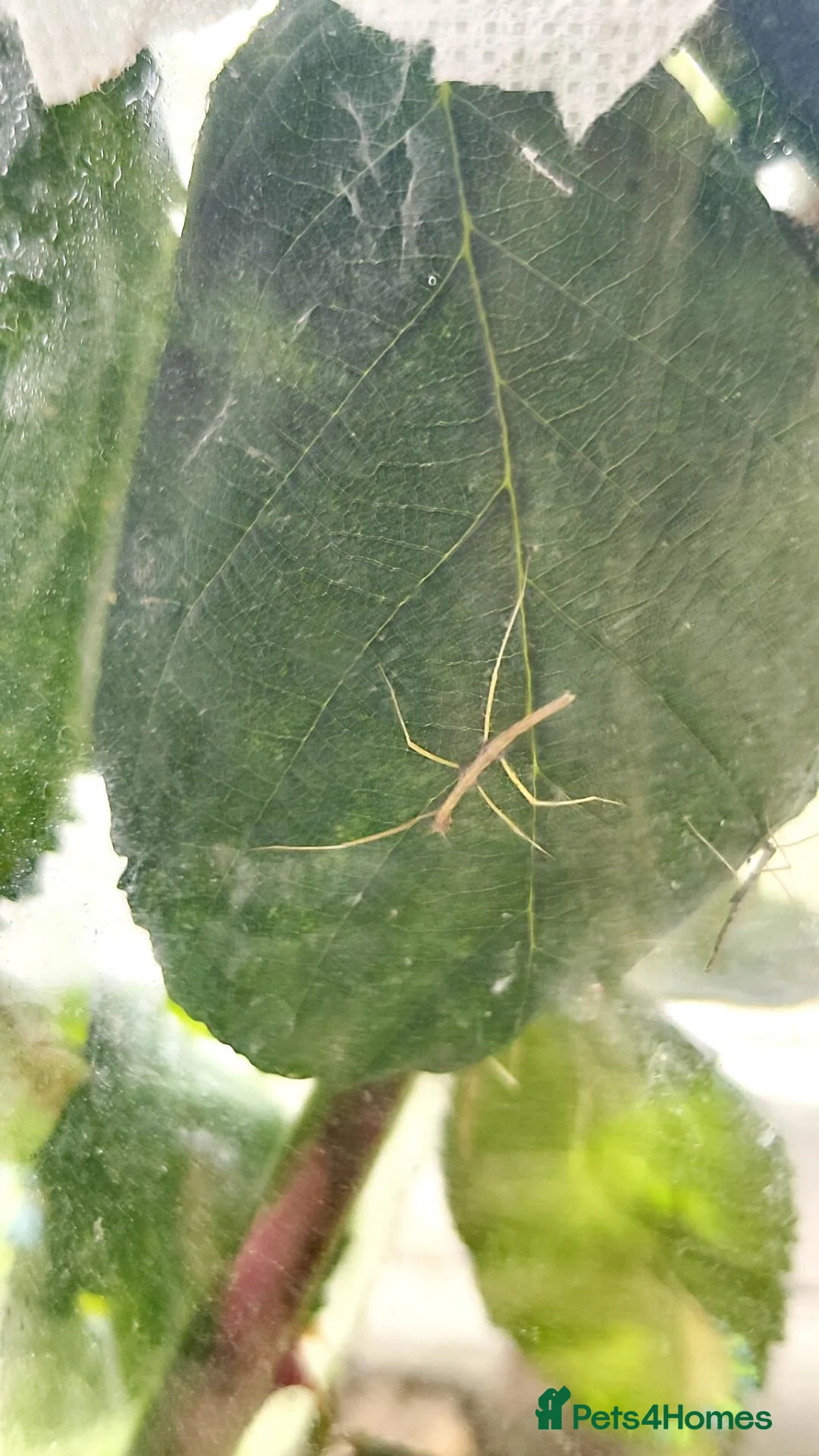 Stick Insects invertebrates for sale: Juvenile Vietnamese stick insects for sale - Advert 2