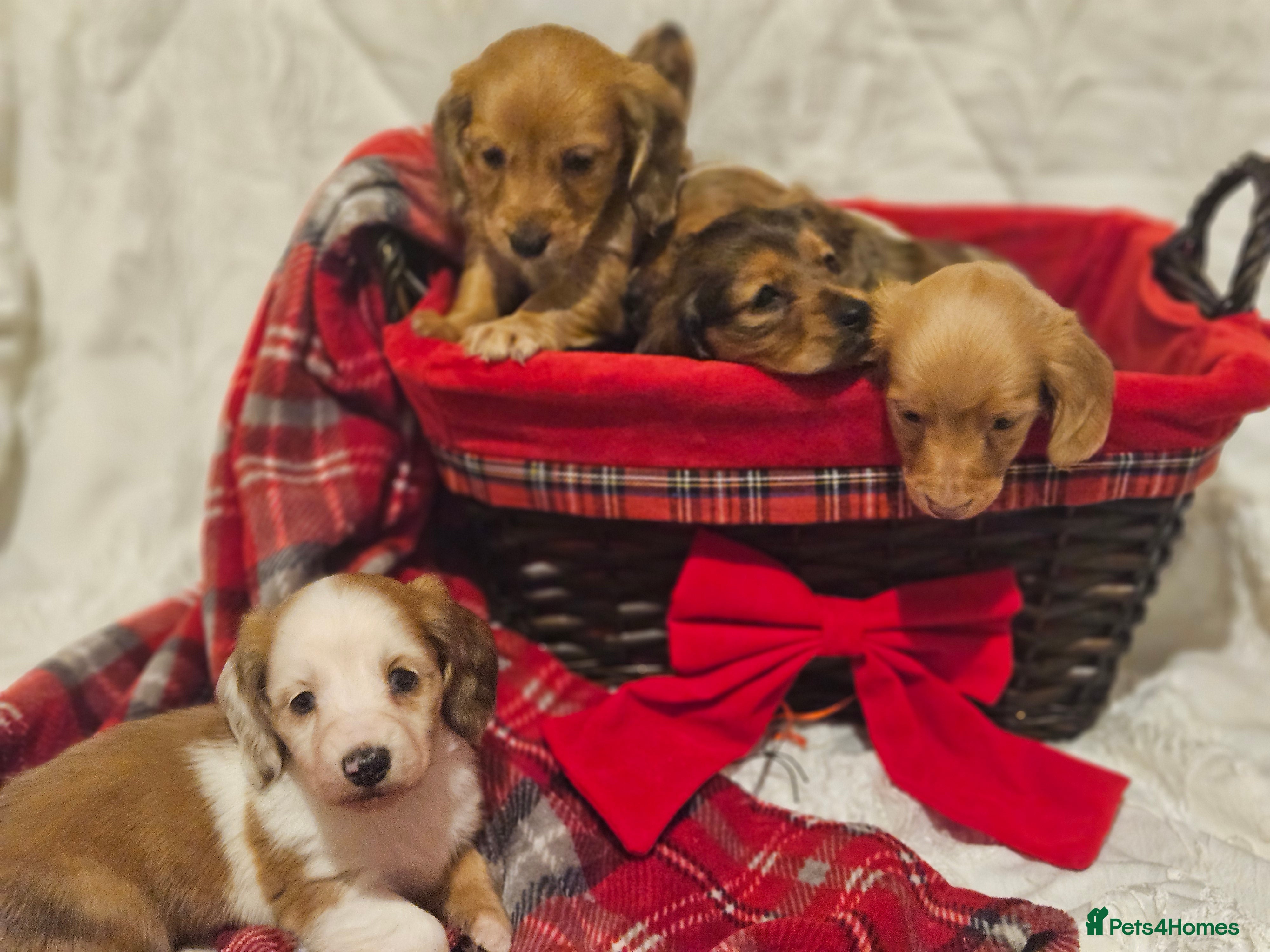 Miniature Dachshund dogs Longhaired Miniature Dachshund  - Advert 8