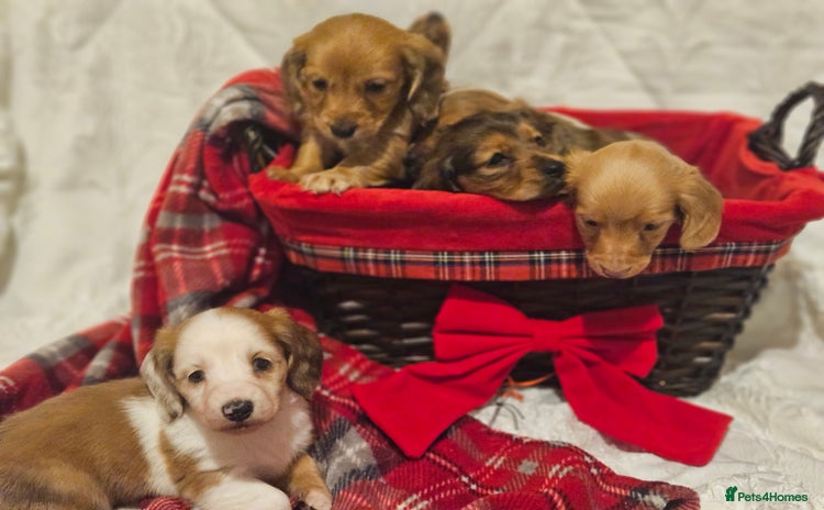 Miniature Dachshund dogs Longhaired Miniature Dachshund  - Advert 1