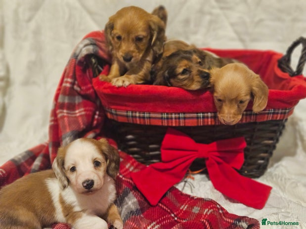 Miniature Dachshund dogs Longhaired Miniature Dachshund - Advert 1