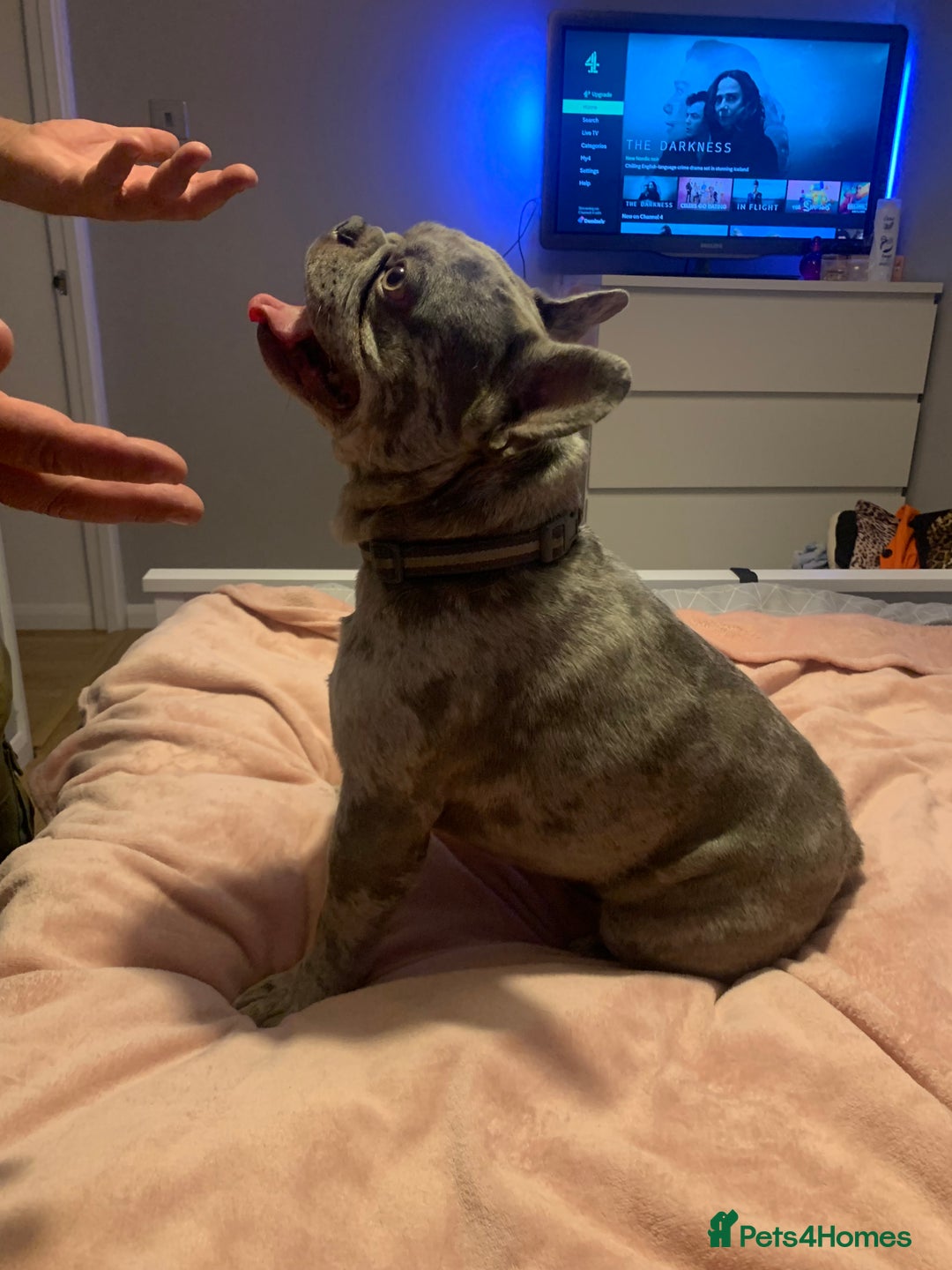 French Bulldog dogs for stud: Bruno - Image 2