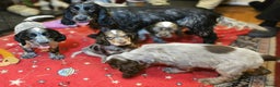 Cocker Spaniel dogs for sale: Cocker Spaniel puppies  - Advert 2