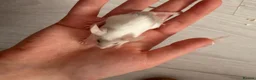 Mouse rodents for sale: Sweet Mice for Adoption from Rescue - Advert 6