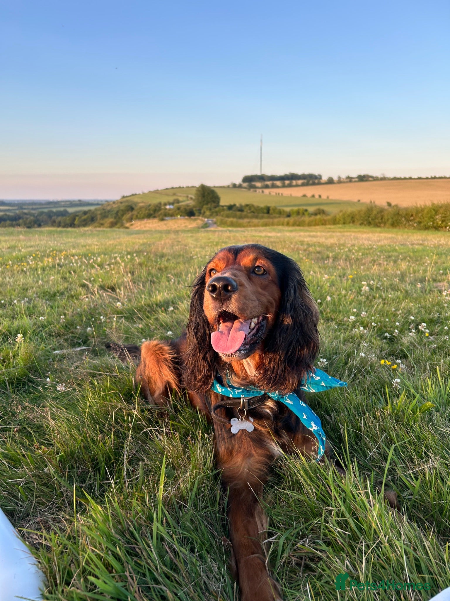 Mixed Breed dogs Proven Sprocker Spaniel For Stud - Advert 6