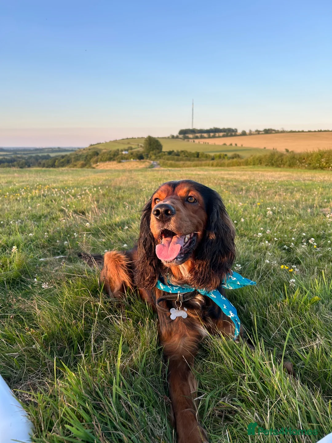 Mixed Breed dogs for stud: Proven Sprocker Spaniel For Stud - Advert 1