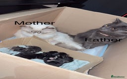 Ragdoll cats for sale: Ragdoll and Russian blue mix  - Image 18