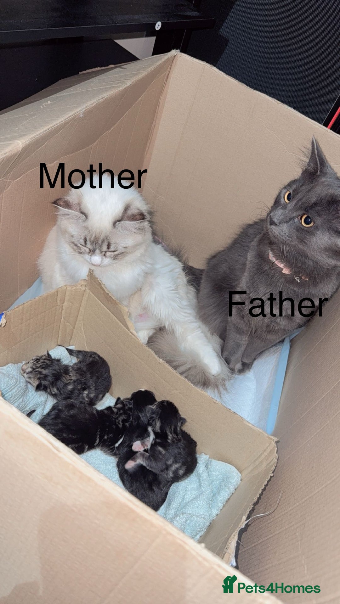 Ragdoll cats for sale: Ragdoll and Russian blue mix  - Image 18