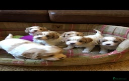 Cavalier King Charles Spaniel dogs for stud: Extensively Health Tested Cavalier King Charles Sp in Mansfield - Image 18