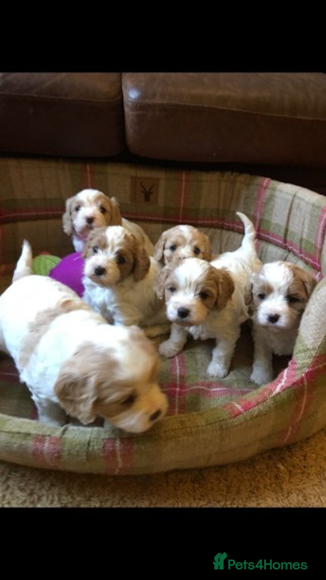 Cavalier King Charles Spaniel dogs for stud: Extensively Health Tested Cavalier King Charles Sp in Mansfield - Image 18