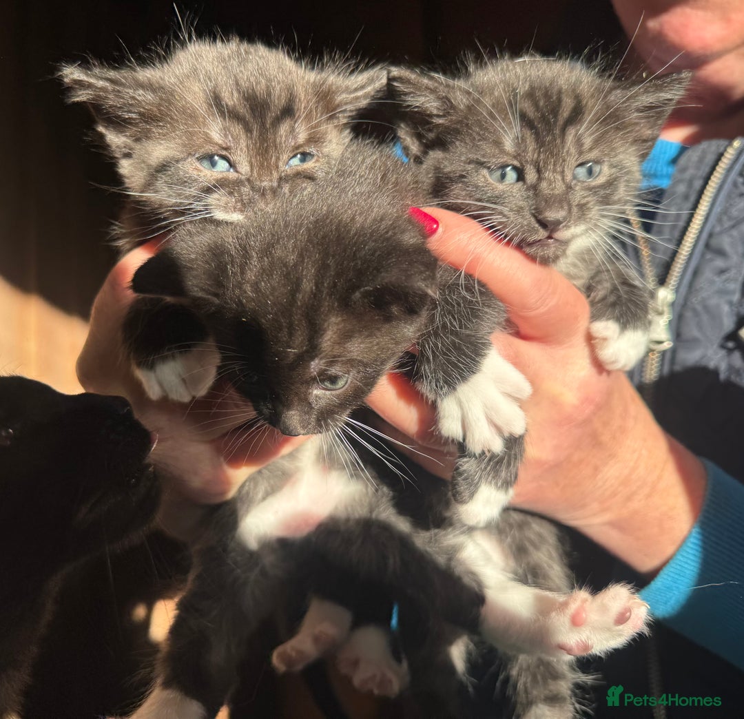 Savannah cats for sale: Beautiful 50% Savannah Kittens  - Advert 1