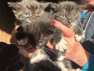 Savannah cats Beautiful 50% Savannah Kittens - Advert 3