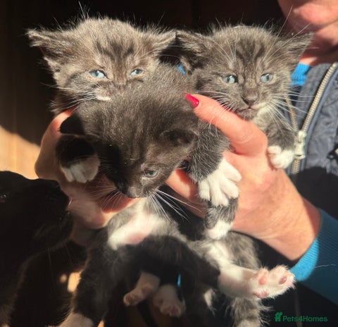 Savannah cats Beautiful 50% Savannah Kittens - Advert 1