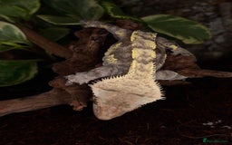 Gecko reptiles for sale: Friendly large Crested Gecko Male - Image 4