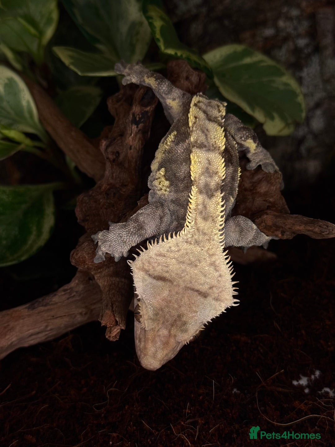 Gecko reptiles for sale: Friendly large Crested Gecko Male - Image 4