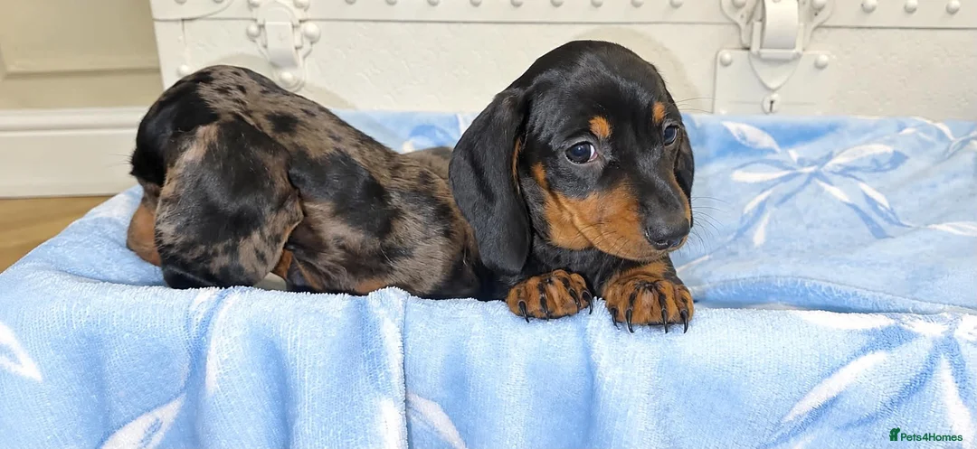 Miniature Dachshund dogs for sale: Miniature dachshund puppies  - Advert 1