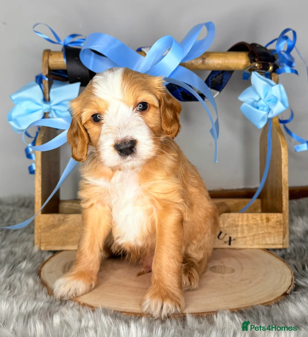 Australian Labradoodle dogs for sale: Australian labradoodle  - Advert 24