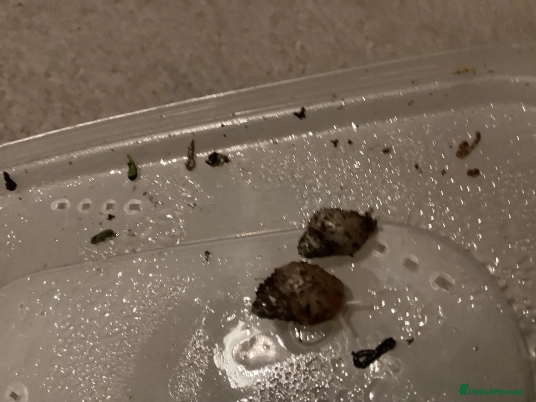 Snails invertebrates for sale: Giant African land snails. - Advert 2