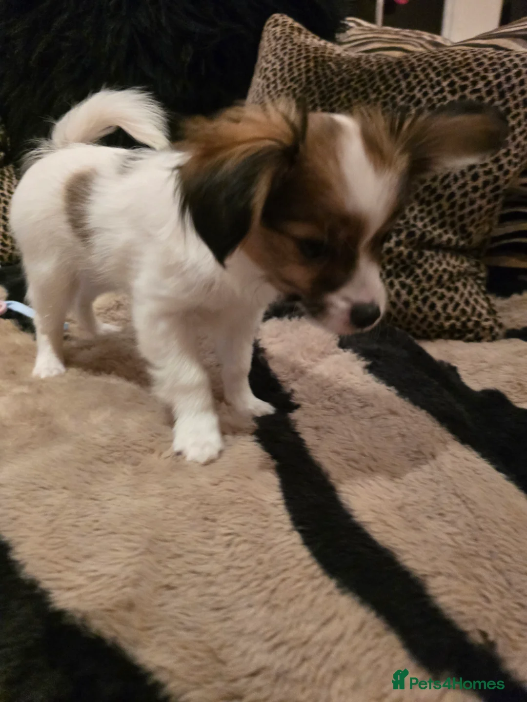 Papillon dogs for sale: ROYAL KENNEL CLUB registered,  DNA tested perents  - Advert 11