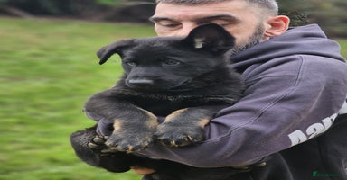 German Shepherd dogs - Advert 5