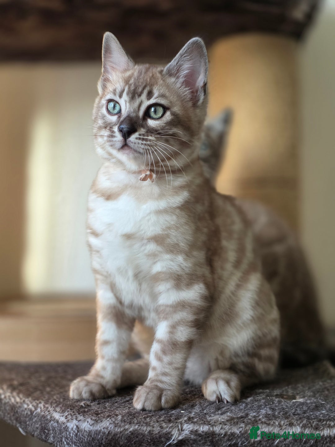 Bengal cats for sale: ❄️ Gorgeous Snow and Charcoal Bengals ❄️  - Advert 27