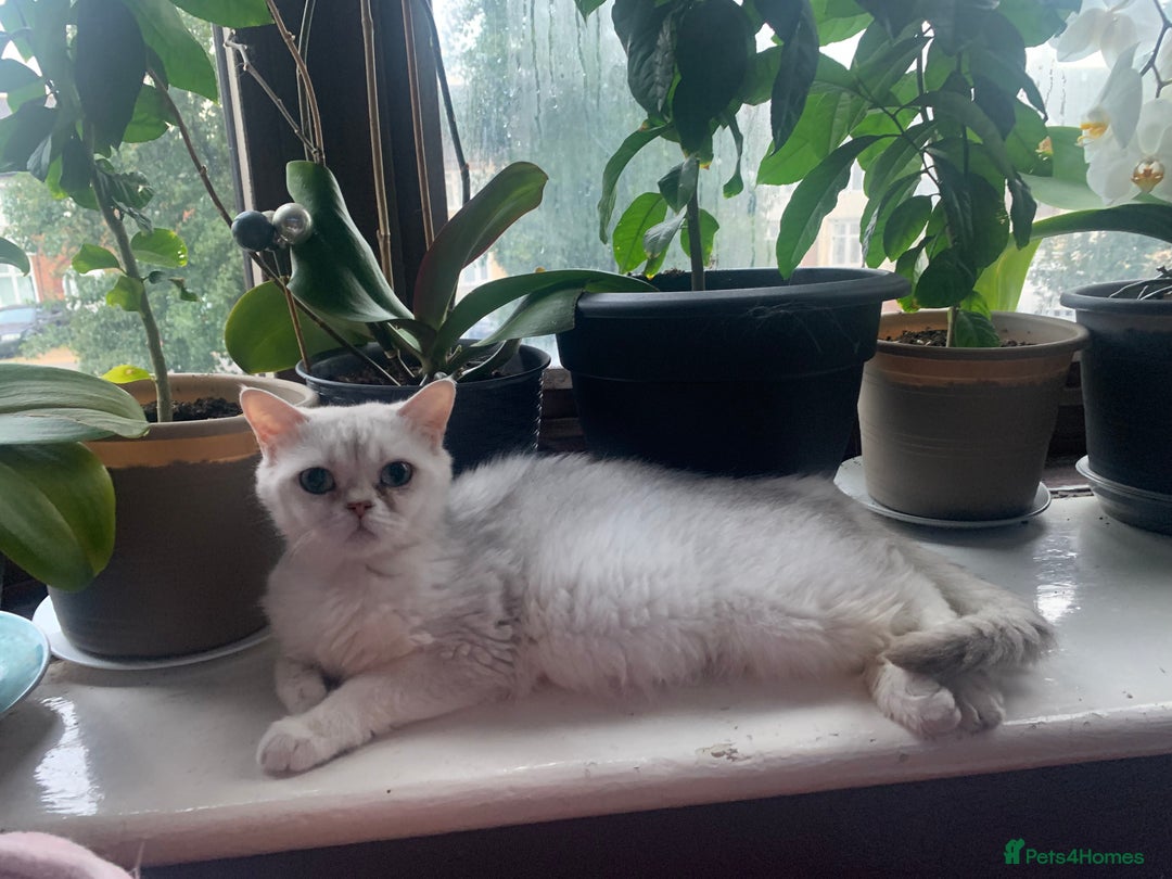 British Shorthair cats for sale: Lovely British Shorthair Neutered Girl  - Image 6