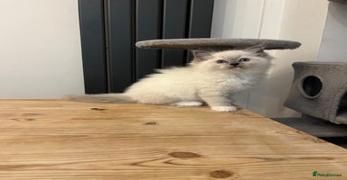 Ragdoll cats 💗💙5 x fluffy ragdoll kittens ready now💙 💗 - Advert 6