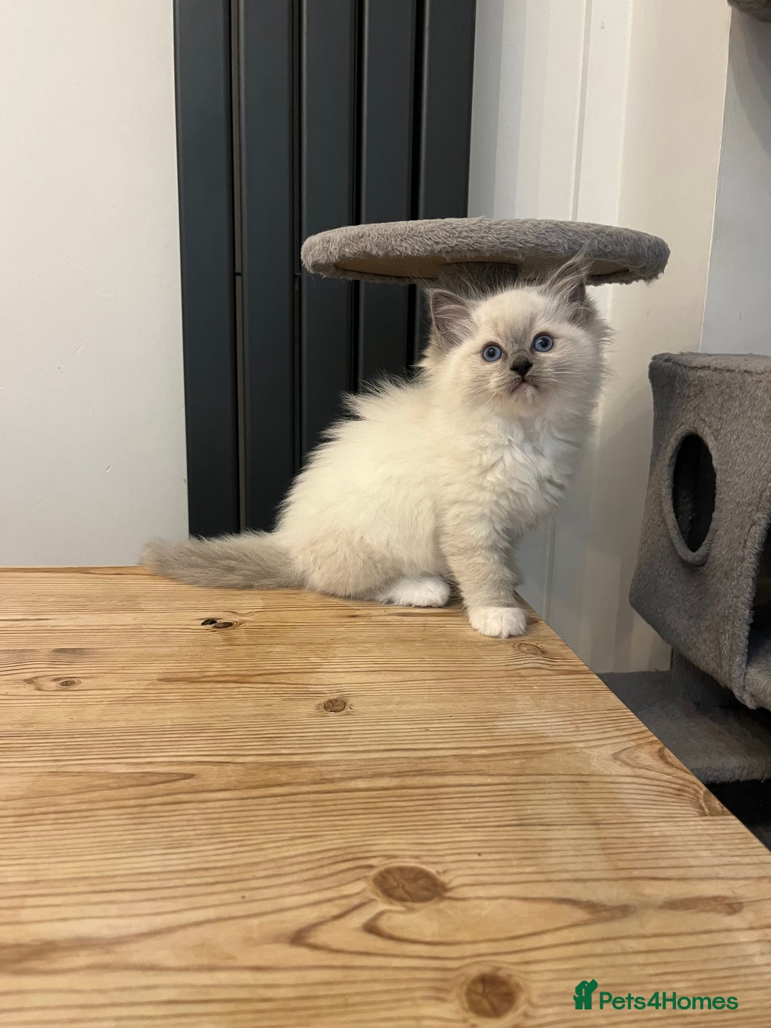 Ragdoll cats for sale: 💗💙5 x fluffy ragdoll kittens ready now💙 💗 - Advert 3