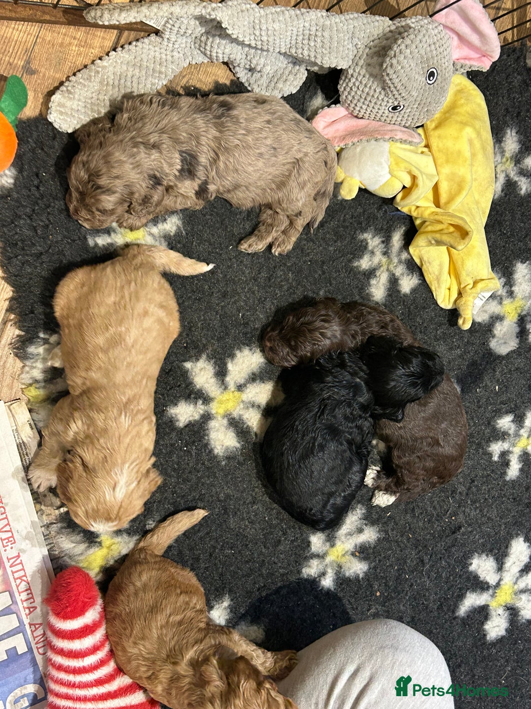 Cockapoo dogs for sale: Cockapoo puppies - Advert 7