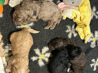 Cockapoo dogs Cockapoo puppies - Advert 14