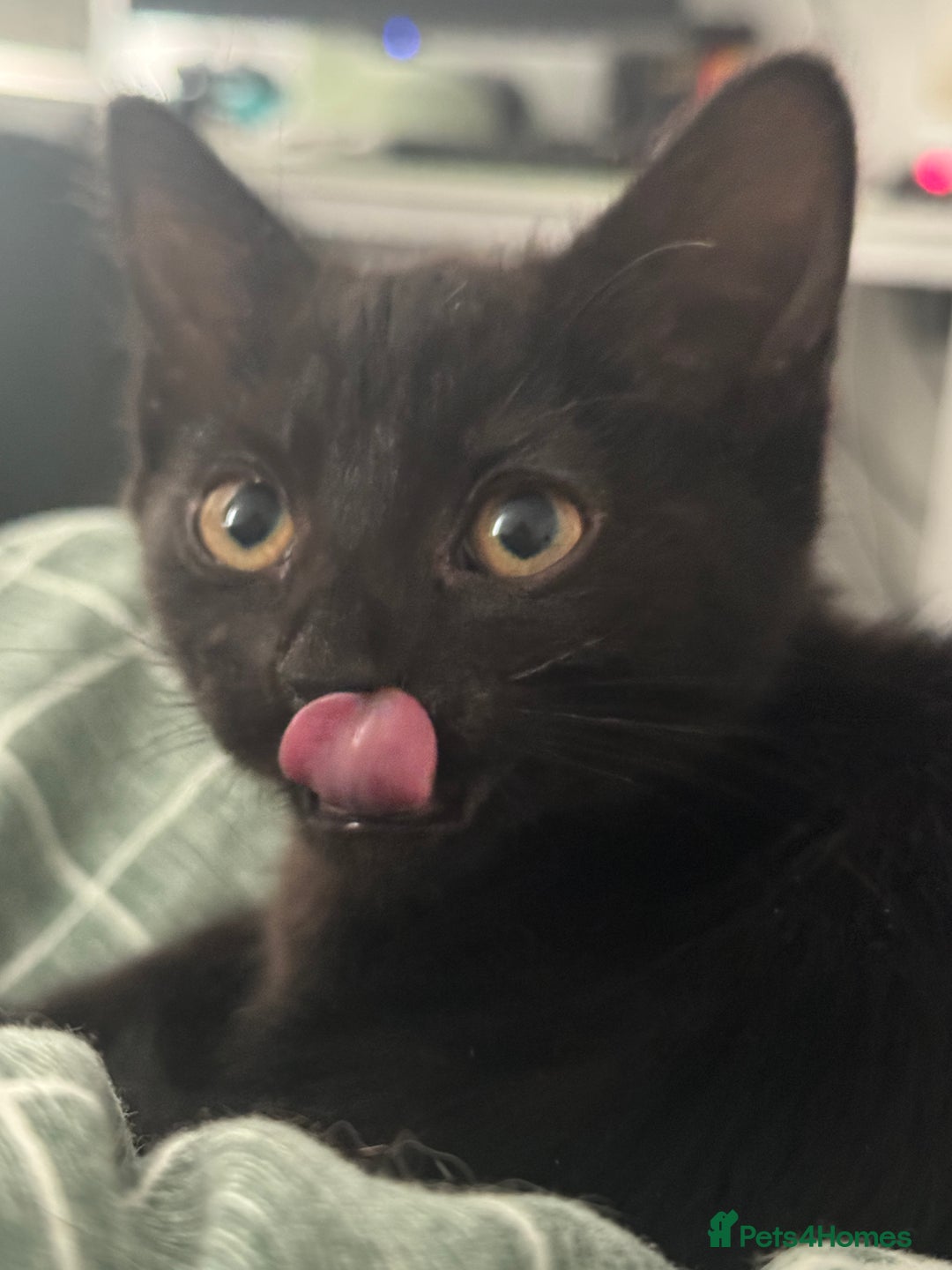 Mixed Breed cats for sale: 3 female kittens for sale  - Advert 5